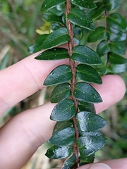 Metrosideros diffusa