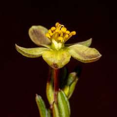 Hibbertia gracilipes