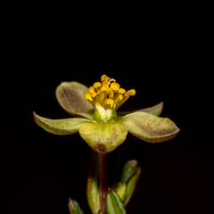 Hibbertia gracilipes