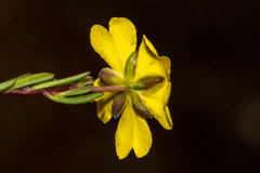 Hibbertia gracilipes