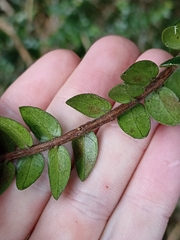 Metrosideros diffusa