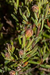 Hibbertia gracilipes