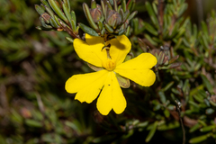 Hibbertia gracilipes