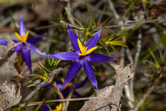 Calectasia