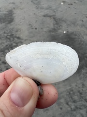 Ardeamya spenceri