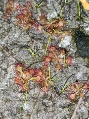 Drosera capillaris
