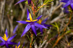 Calectasia