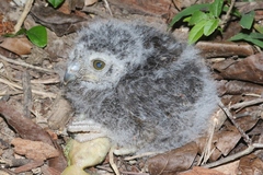 Margarobyas lawrencii