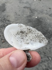 Ardeamya spenceri
