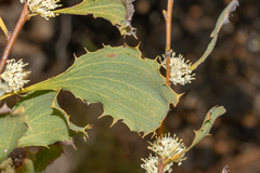 Hakea undulata