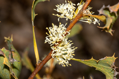 Hakea undulata