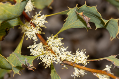 Hakea undulata