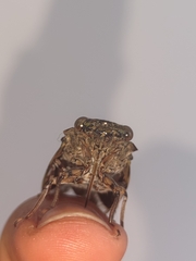 Platypleura kaempferi