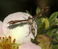 Oxyptilini