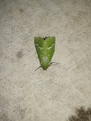 Aenetus virescens