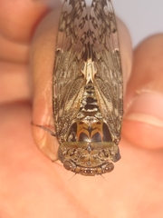 Platypleura kaempferi
