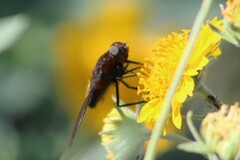 Paradejeania rutilioides