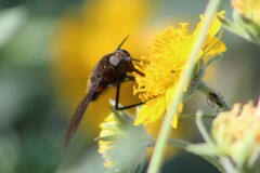 Paradejeania rutilioides