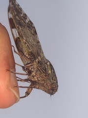 Platypleura kaempferi