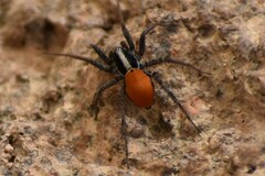 Castianeira occidens