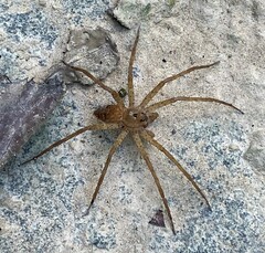 Dolomedes vittatus