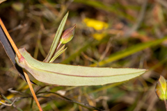 Hibbertia cunninghamii