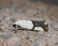 Ponometia cuta