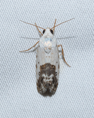 Ponometia phecolisca