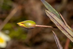 Hibbertia cunninghamii