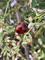 Coccinella septempunctata
