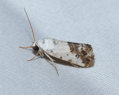 Ponometia phecolisca