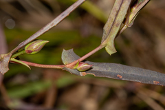 Hibbertia cunninghamii