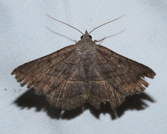 Lesmone griseipennis