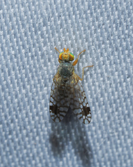 Euarestoides acutangulus