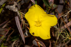 Hibbertia cunninghamii
