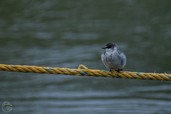 Tachycineta albilinea