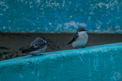 Tachycineta albilinea