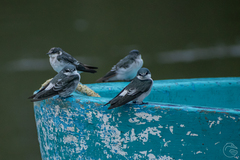 Tachycineta albilinea