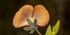 Gompholobium ovatum