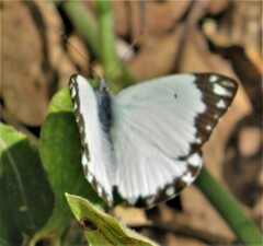 Belenois creona severina
