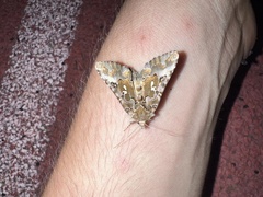 Autographa corusca