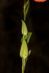 Gompholobium ovatum
