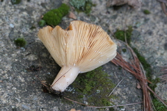 Lactarius thyinos