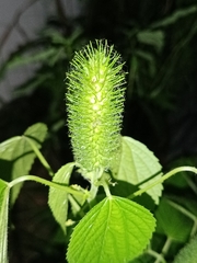 Acalypha alopecuroidea