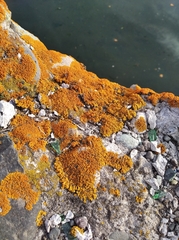 Xanthorioideae