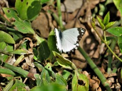 Belenois creona severina