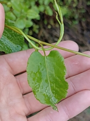 Muehlenbeckia australis