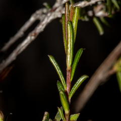 Hibbertia lineata