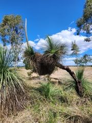Xanthorrhoea glauca