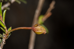 Hibbertia lineata